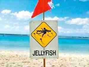 jellyfish in hawaii | Safe Sea