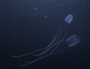  Irukandji jellyfish
