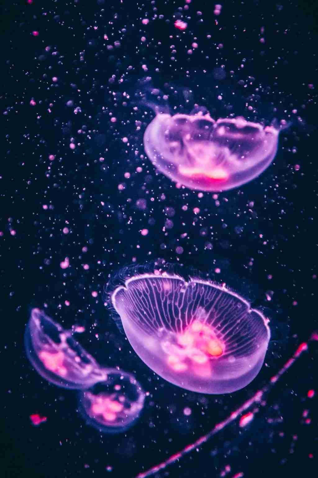 california jellyfish