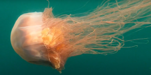 Lion’s mane jellyfish swimming
