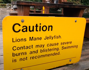 Lion’s Mane jellyfish warning sign at a pear
